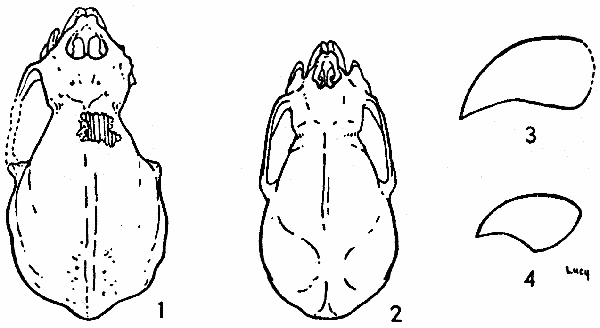 Figs. 1-4. Fig. 1. Dorsal view of holotype of Desmodus
stocki, × 1-1/2. Fig. 2. Dorsal view of Desmodus rotundus murinus,
♂, KU 54969, La Mula, 13 mi. N Jaumave, Tamaulipas, ×
1-1/2. Fig. 3. Lateral view of left upper incisor of D. stocki,
LACM (CIT) 2950, × 2-1/2. Fig. 4. Lateral view of left upper
incisor of D. r. murinus, ♀, KU 54967, La Mula, 13 mi. N Jaumave,
Tamaulipas, × 2-1/2.