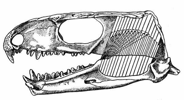 Fig. 1. Captorhinus. Internal aspect of skull, showing
masseter, medial adductor, and temporal muscles. Unnumbered
specimen, coll. of Robert F. Clarke. Richard's Spur, Oklahoma. × 2.