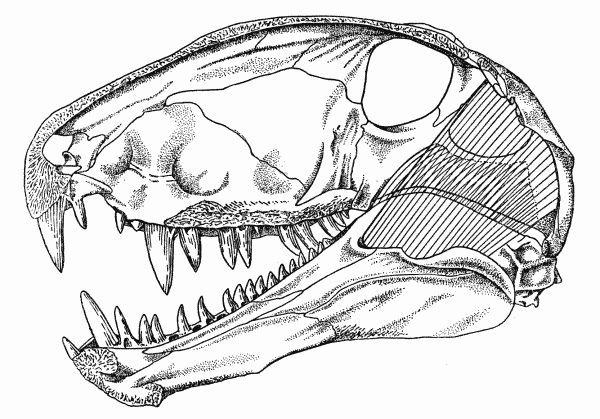 Fig. 5. Dimetrodon. Internal aspect of skull, showing masseter and
temporal muscles. Skull modified from Romer and Price (1940).
Approx. × 1/4.