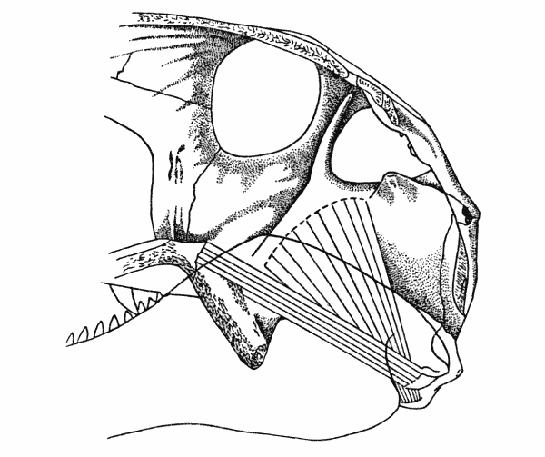 Fig. 6. Dimetrodon. Internal aspect of
right cheek, showing anterior and posterior
pterygoid muscles. Skull modified from
Romer and Price (1940). Approx. × 1/4.