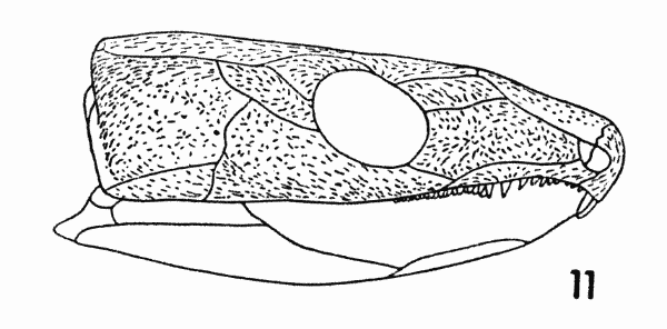 Fig. 11. Captorhinus. Diagram,
showing orientation of sculpture. Approx. × 1.
