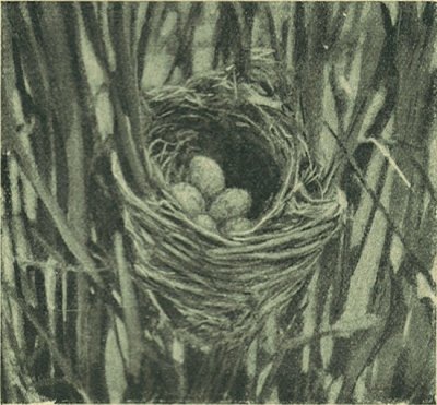 A n&aacute;dirig&oacute; f&eacute;szke