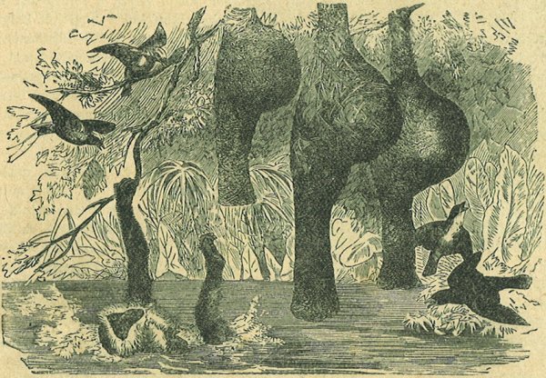 Az afrikai sz&ouml;vőpintyek f&eacute;szke