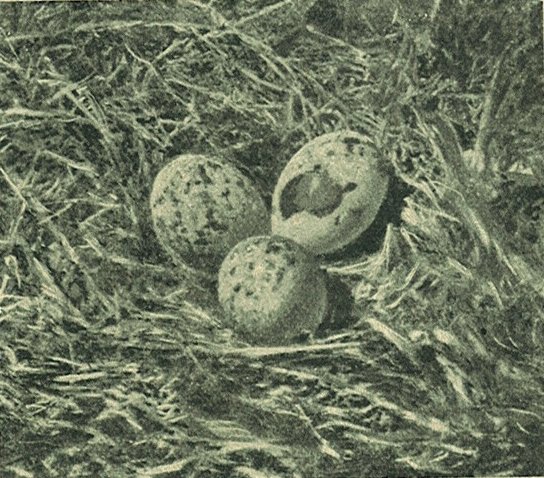 Az &uuml;sz&ouml;g&ouml;s hal&aacute;szka f&eacute;szke &eacute;s toj&aacute;sai