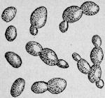 Yeast plants