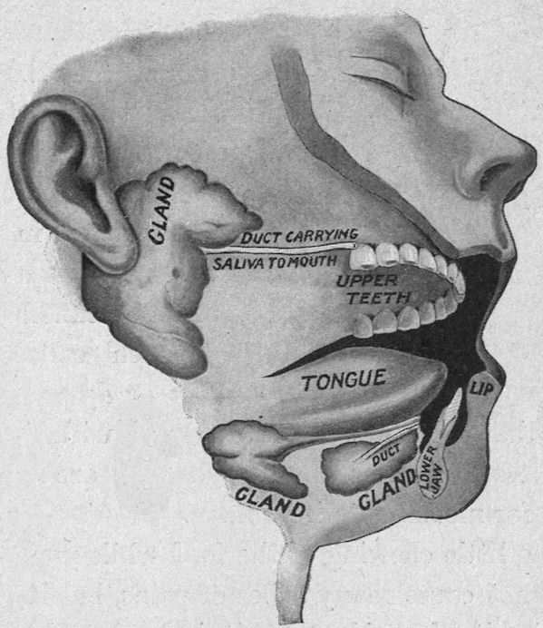 Glands