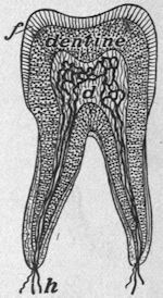 A tooth