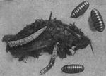 Fly larva