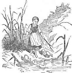 Emmerence was driving some young ducklings
before her.