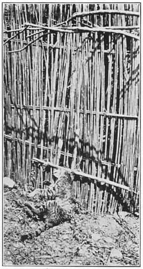Wild-cat caught in the snare kok-o′-l&acirc;ng