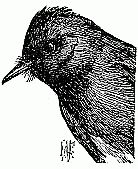 Black Ph&oelig;be. (One half natural size.)