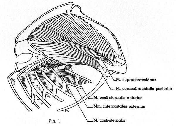 Fig. 1. Progne subis. Lateral view of left half of
thorax. M. pectoralis thoracica (area of insertion indicated by dotted
line) has been removed. Muscles not described in text are not shown. (×
1.5.)