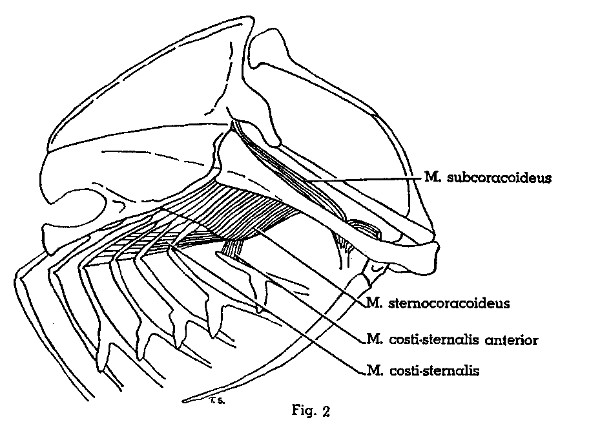 Fig. 2. Progne subis. Lateral view of left half of
thorax. Same view as shown in Fig. 1, but with Mm. supracoracoideus,
coracobrachialis posterior, and intercostales externus removed. (×
1.5.)