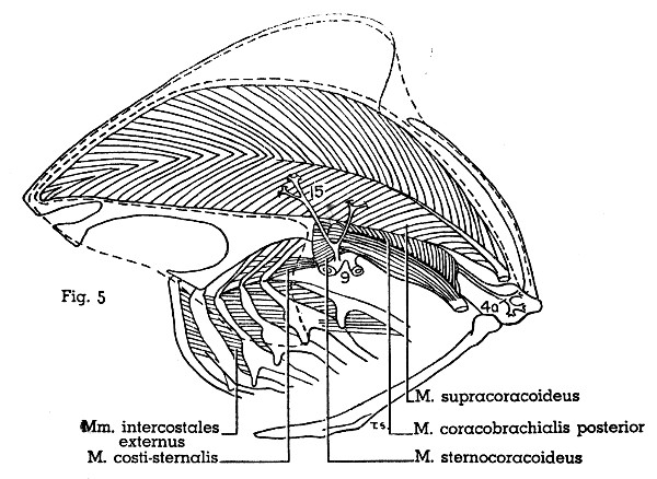 Fig. 5. Scardafella inca. Lateral view of left half of
thorax. M. pectoralis thoracica (area of insertion indicated by dotted
line) has been removed. Muscles not described in text are not shown. See
legend for Fig. 7 for identification of arteries. (× 1.)