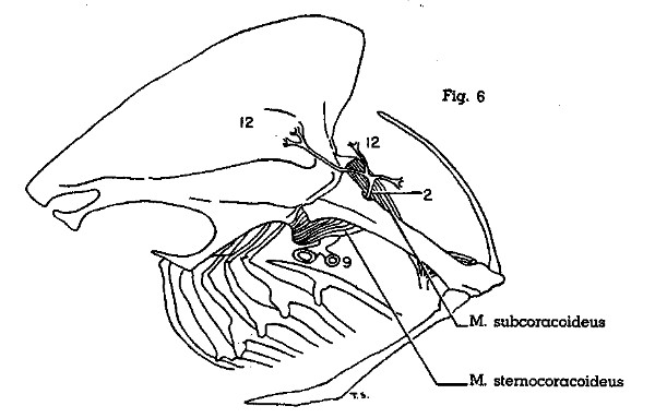 Fig. 6. Scardafella inca. Lateral view of left half of
thorax. See legend for Fig. 7 for identification of arteries. (× 1.)