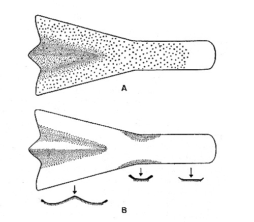 Fig. 2. Synaptotylus newelli (Hibbard). Restoration of
the parasphenoid, based on K. U. nos. 9939, 11451, &times; 5. A, ventral view,
B, dorsal view and cross sections.