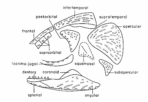 Fig. 3. Synaptotylus newelli (Hibbard). Diagram of the
dermal bones of the skull, in lateral view, based on K. U. nos. 788 and
11432. &times; 2-1/2 approximately.