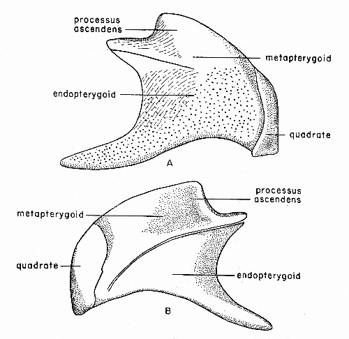 Fig. 4. Synaptotylus newelli (Hibbard). Restoration of
the palatoquadrate complex, based on K. U. no. 9939, &times; 5. A, medial
view, B, lateral view.
