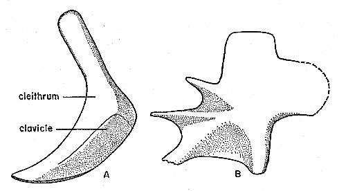Fig. 6. Synaptotylus newelli (Hibbard). Paired fin
girdles. A, pectoral girdle, lateral view, based on K. U. no. 11433, &times;
3.5. B, pelvic girdle basal plate, medial (?) view, based on K. U. no.
788, &times; 8. Anterior is toward the left.