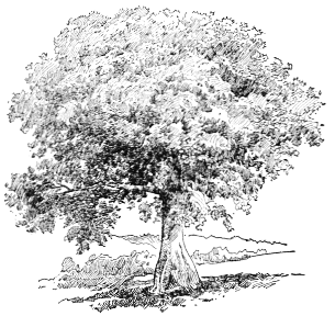 PEACE TREE NEAR SANTIAGO, UNDER WHICH SPANISH COMMANDER
OF SANTIAGO CAPITULATED JULY 16, 1898