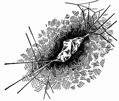 Fig. 4.&mdash;"It was Swathed Like a Mummy at Last" (p. xxiii).