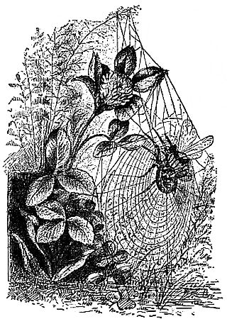 Fig. 5.&mdash;The Orbweaver Captured by a Wasp.