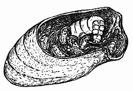 Fig. 7.&mdash;"For a Ravenous Wasp Larva to Devour."