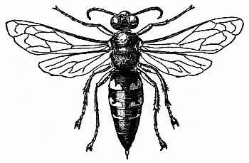 Fig. 8.&mdash;The Cicada Wasp, Sphecius speciosus.