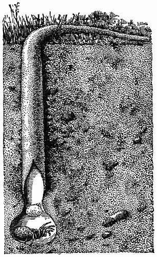 Fig. 14.&mdash;English Atypus in Her Burrow.