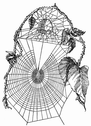 Fig. 17.&mdash;The Bell Shaped Turret of Pixie Globosa, of the Wheel Legion.