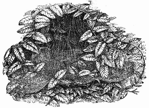 Fig. 27.&mdash;The Old Lodge Overspun by Pixies.