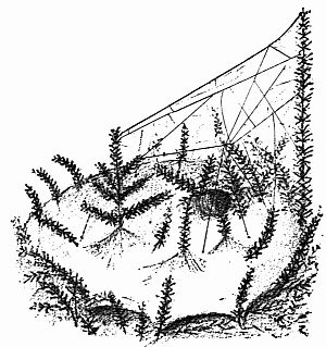 Fig. 28.&mdash;A Tubeweaver's Den.