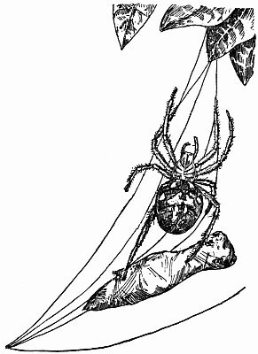 Fig. 33.&mdash;A Spider Drawing up a Swathed Grasshopper to its Leafy Den, "Hand Over Hand."
