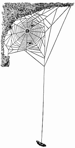 Fig. 34.&mdash;An Orbweb with a Pebble Counterpoise.