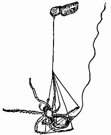 Fig. 35.&mdash;How a Spider Drops to the Ground.