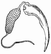 Fig. 40.&mdash;The Poison Bag and Fang.