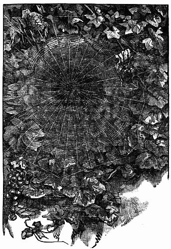 Fig. 43.&mdash;"A Round, Vertical Web"&mdash;p. 86.