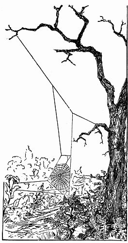 Fig. 44.&mdash;A Cobweb Bridge Across a Path.