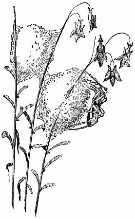 Fig. 47.&mdash;"Silk Ravelled from Cocoons of Spiders."