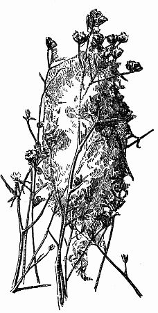 Fig. 48.&mdash;A Spider's Cocoon Nest.