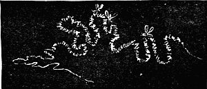 Fig. 52.&mdash;"A Bit of Gossamer."