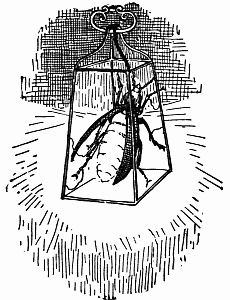 Fig. 53.&mdash;Brownie Fire-fly Lantern.