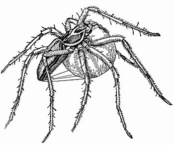 Fig. 63.&mdash;Madam English Ocyale Carries Her Cradle Lashed to Her Body.
