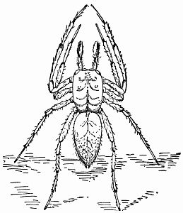 Fig. 70.&mdash;"Standing Rampant."