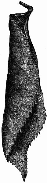 Fig. 84.&mdash;"They Entered the Leafy Towers."