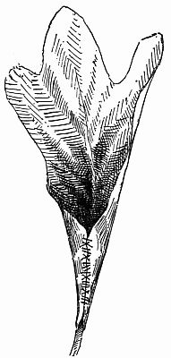 Fig. 85.&mdash;"They Cut the Binding Threads."