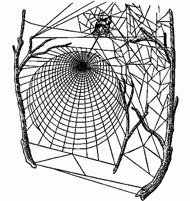 Fig. 96.&mdash;"Above the Dome is a Dry Leaf Rolled Up."