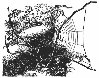 Fig. 98.&mdash;The Snare of Hyptiotes.