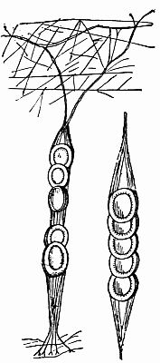 Fig. 101.&mdash;Labyrinthea's Cocoon String.