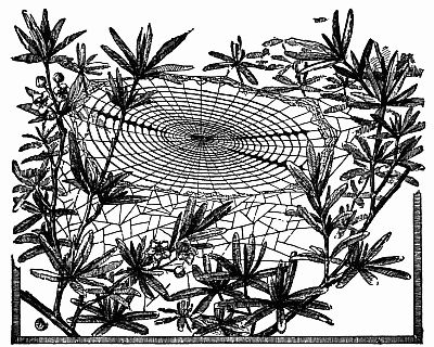 Fig. 111.&mdash;"The Horizontal Snare of a Young Uloborus Among the Laurels."